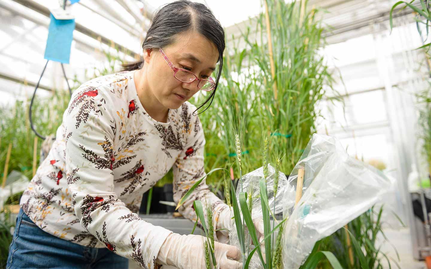 Female student in greenhouse